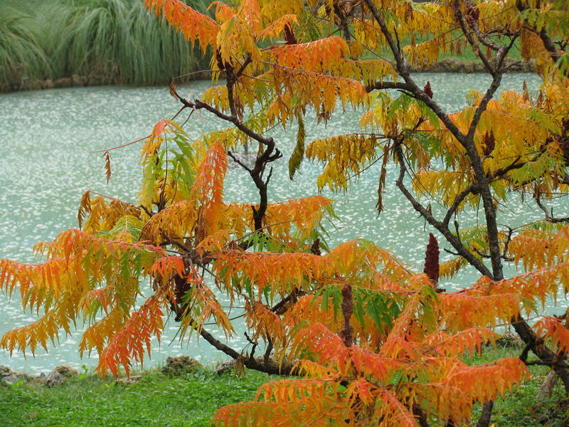 Teich im Herbst