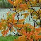 Teich im Herbst