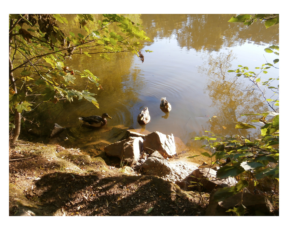 Teich im Herbst