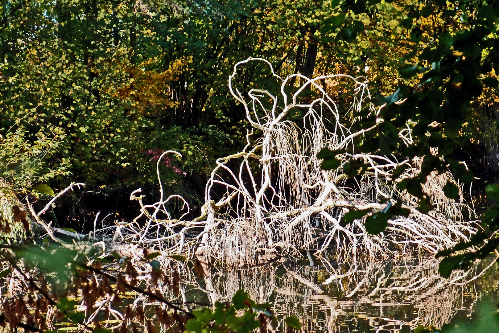 Teich im Herbst