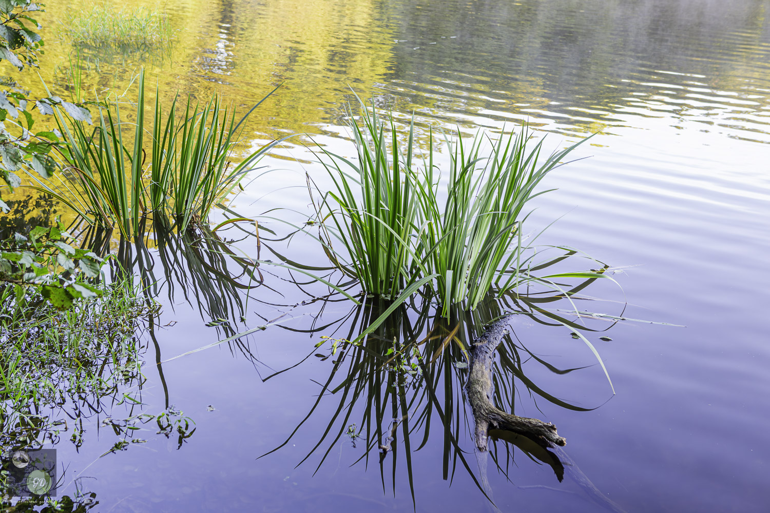 Teich im Herbstlicht