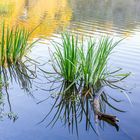 Teich im Herbstlicht