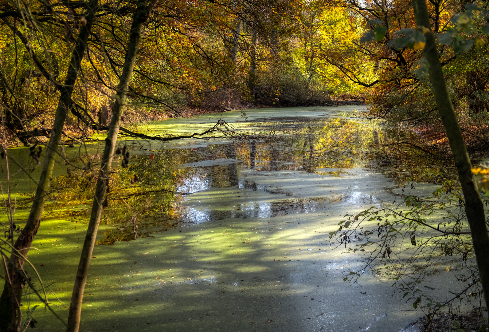 Teich im Herbstlicht