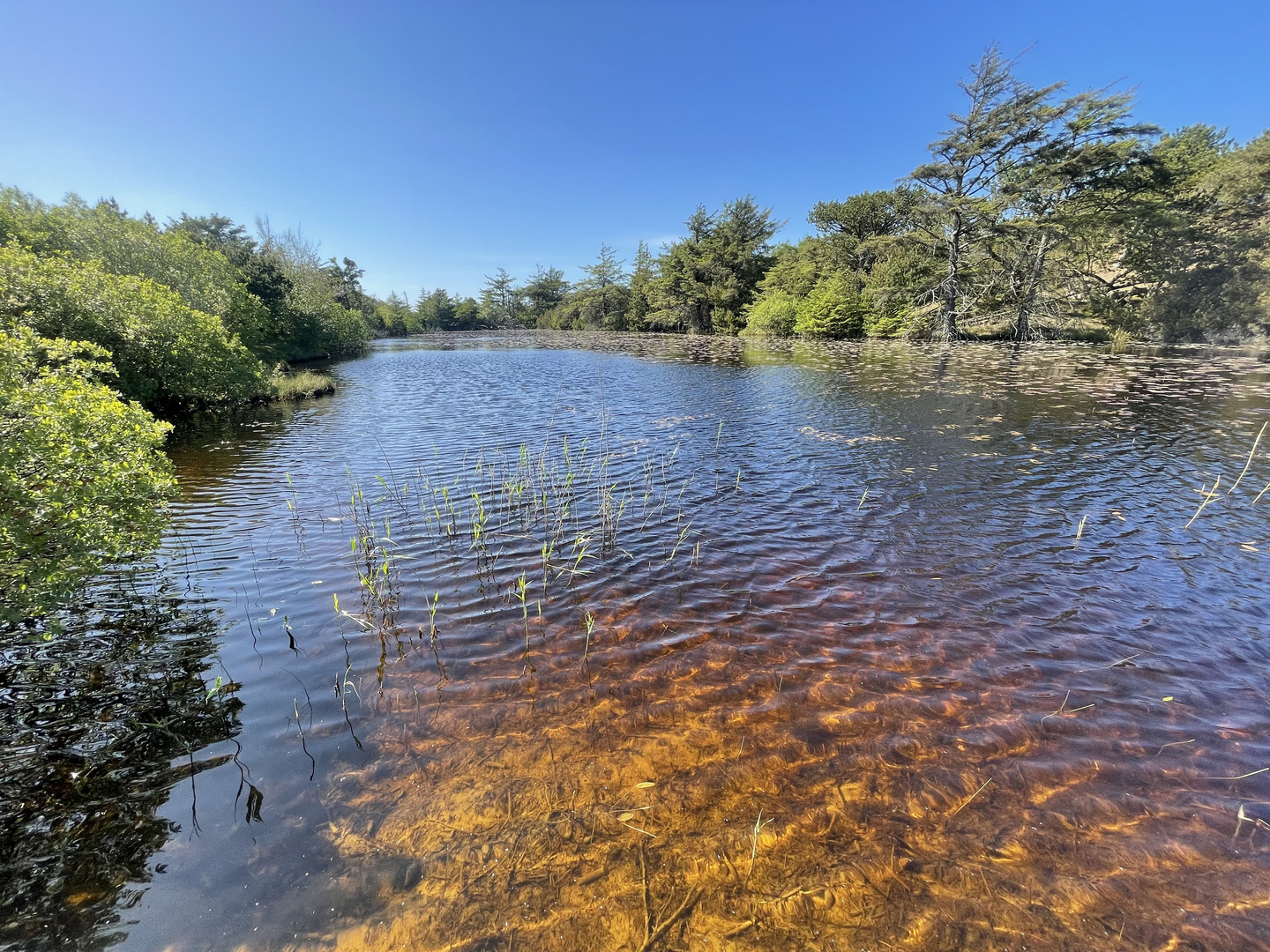 Teich im Inland der Nordsee-Insel Fanö