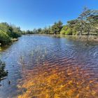 Teich im Inland der Nordsee-Insel Fanö