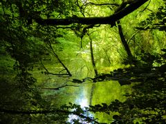 Teich im Kottenforst