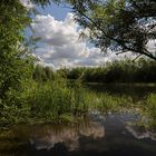 Teich im Lammer Bruch