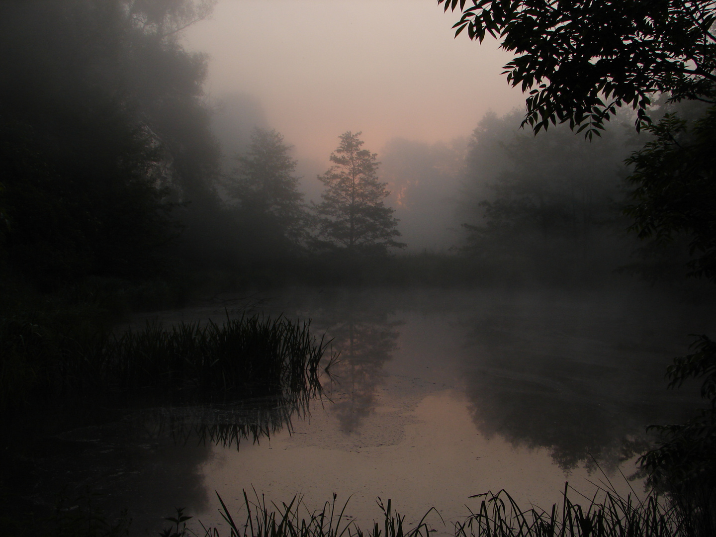 Teich im Morgennebel