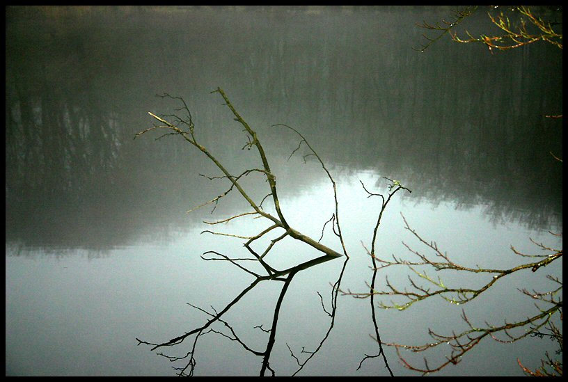 Teich im Nebel