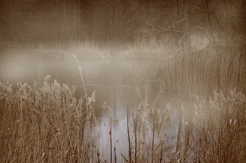 Teich im Nebel