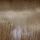 Teich im Nebel