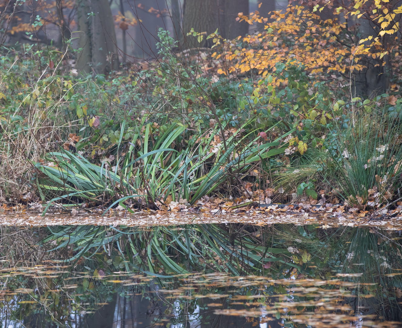 Teich im Nebel Foto & Bild landschaft, lebensräume, projekte Bilder