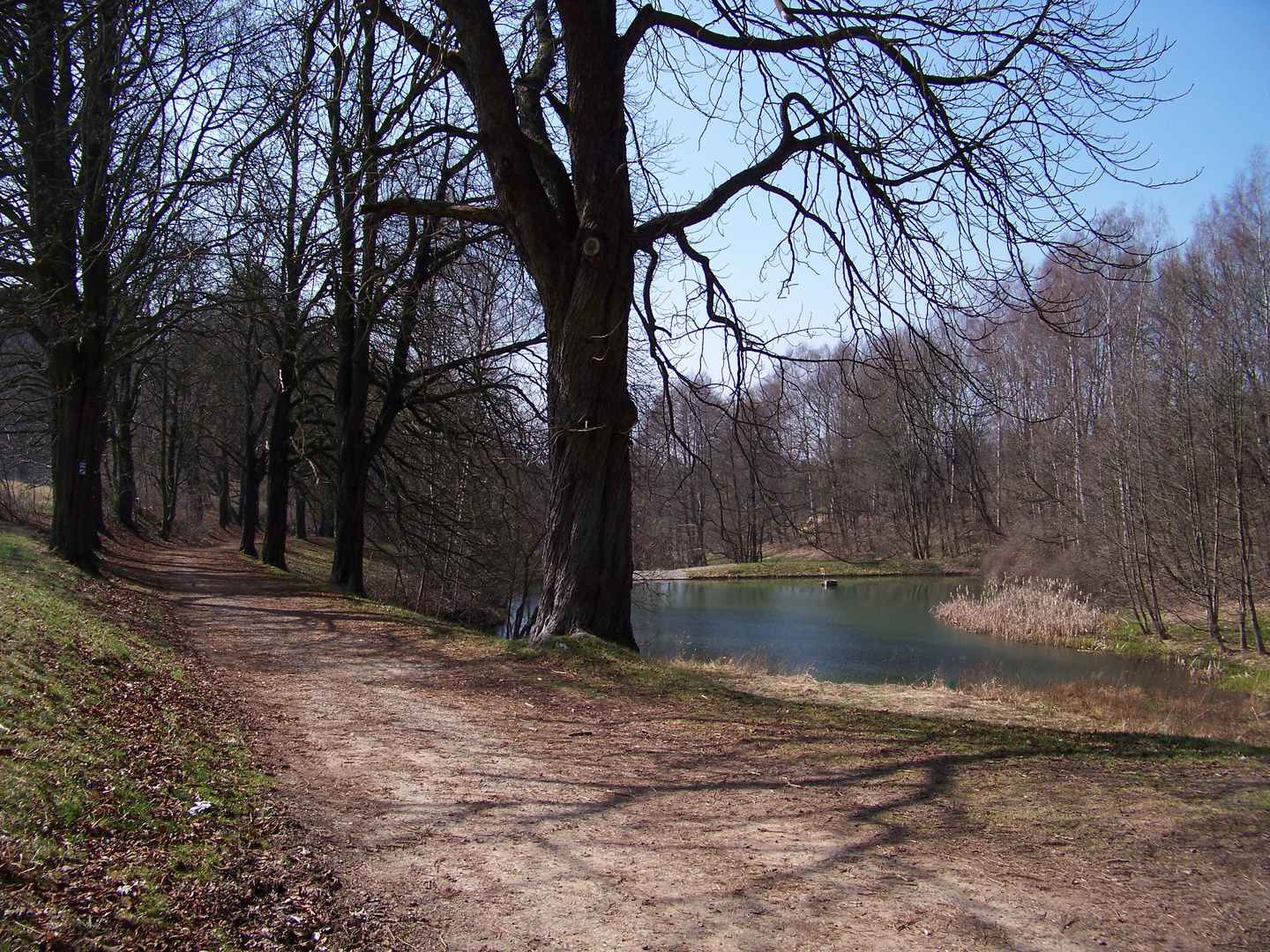 Teich im Oederaner Stadtwald