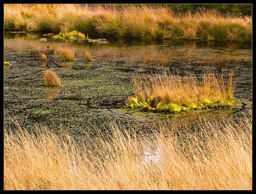 Teich im Platte Venn