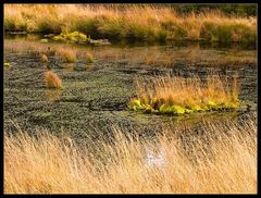 Teich im Platte Venn
