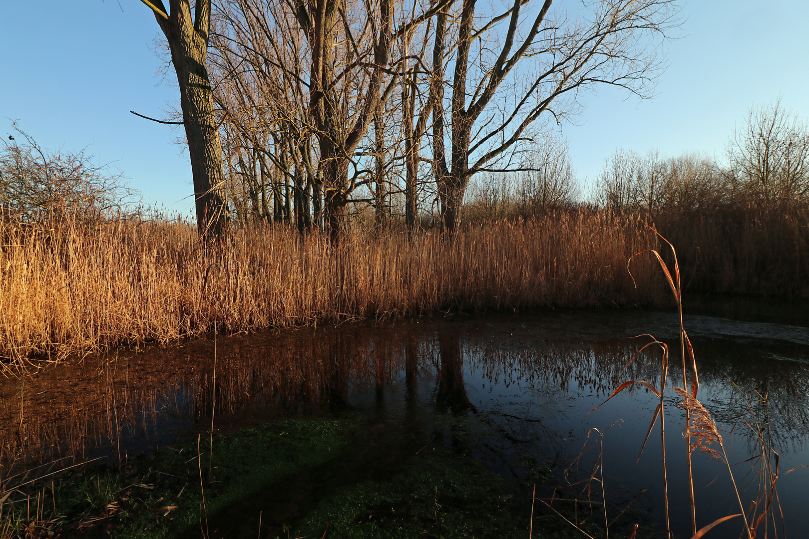 Teich im Rohrbruch