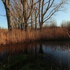 Teich im Rohrbruch