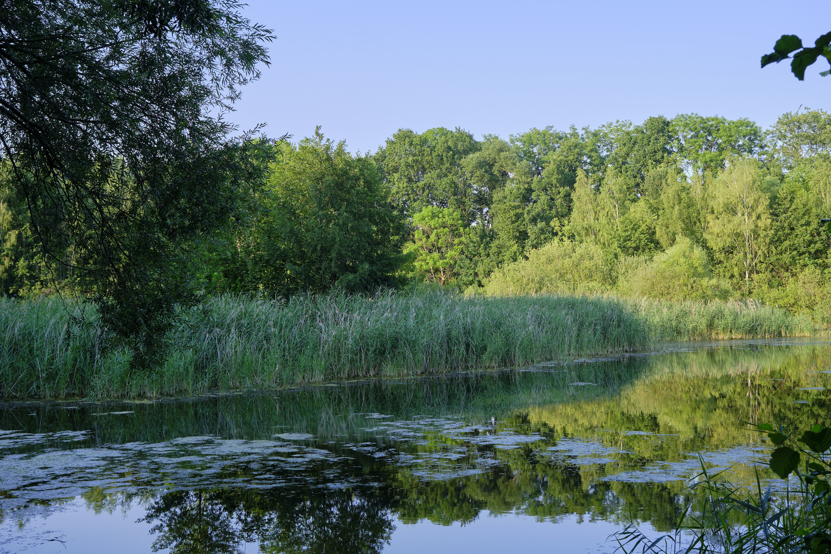 Teich im Schattenspiel