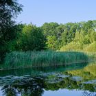 Teich im Schattenspiel