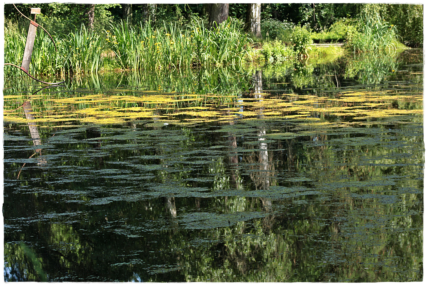 Teich im Schiederpark