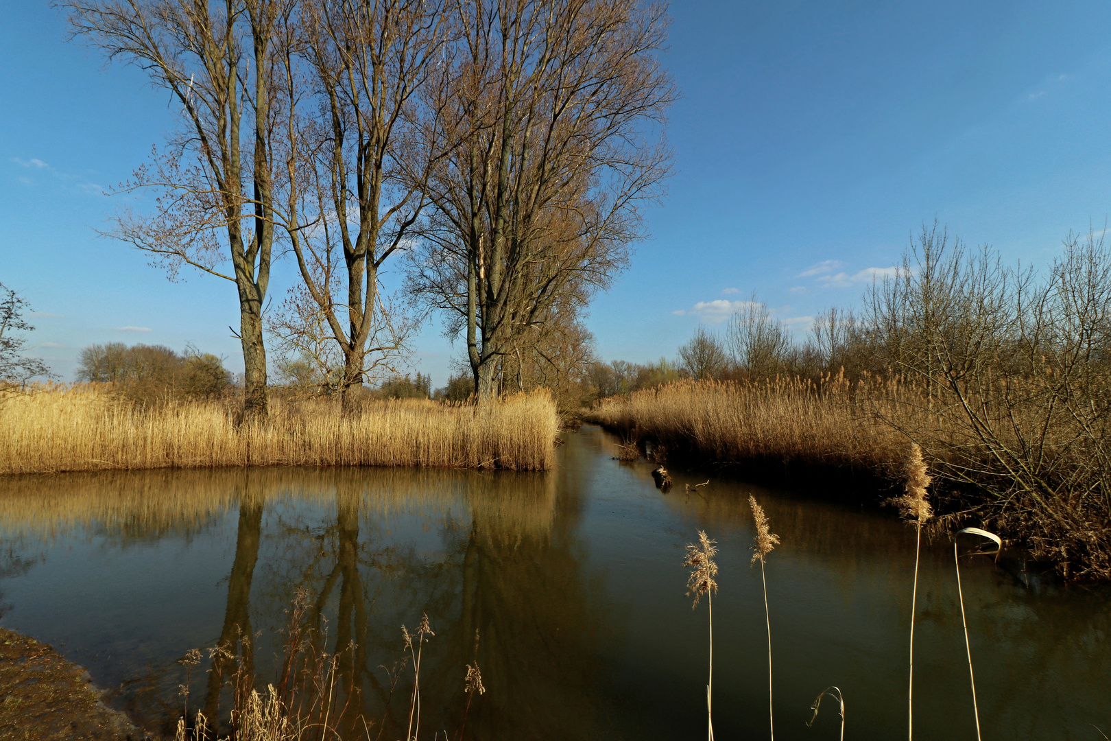 Teich im Schunterbruch