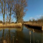 Teich im Schunterbruch