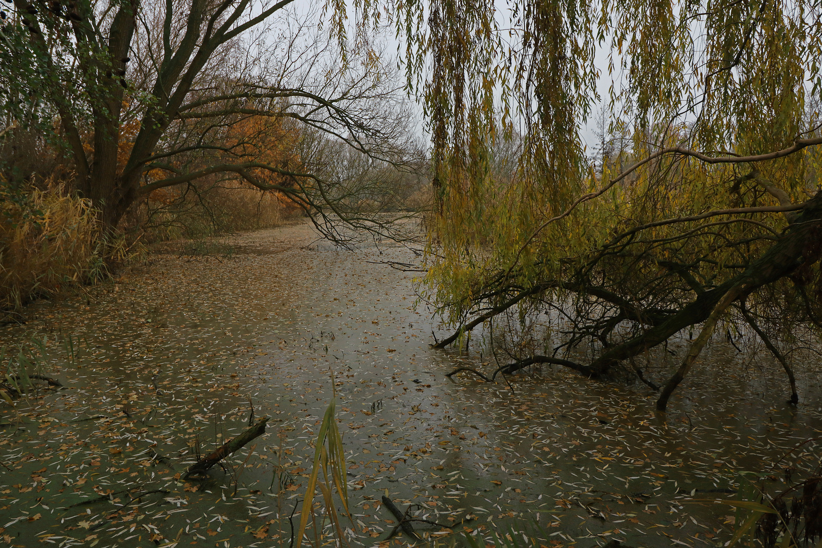 Teich im Spätherbst