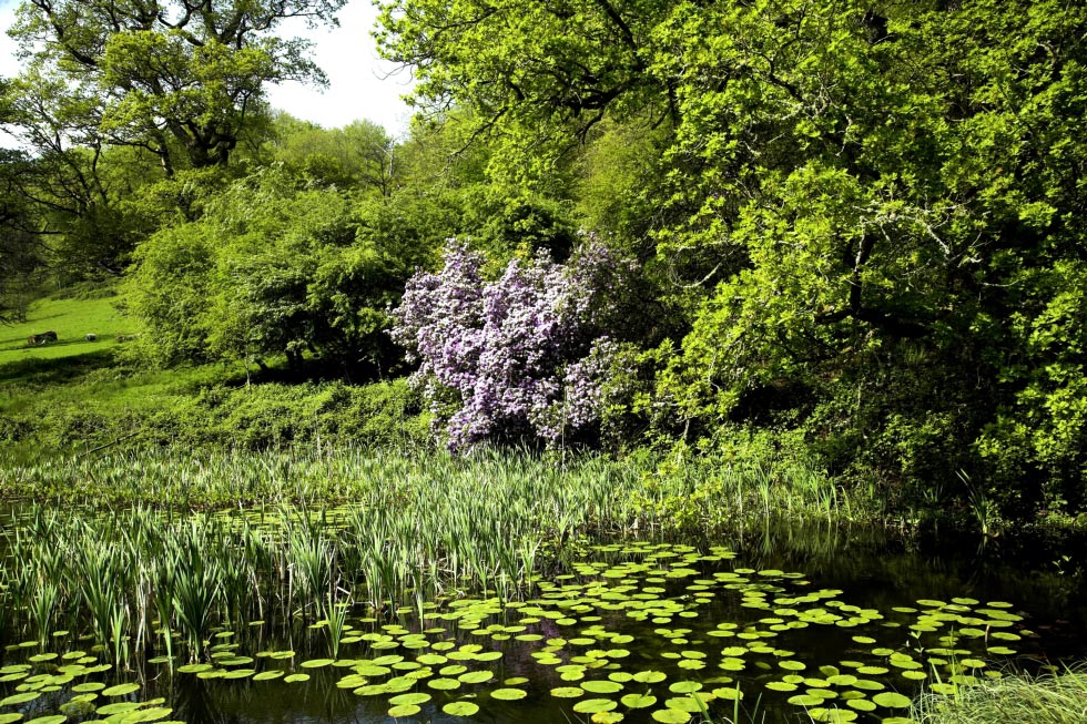 Teich im Stourhead Garden