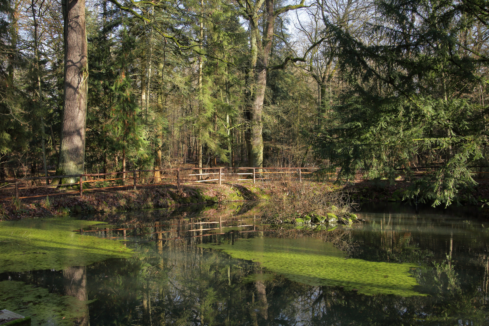 Teich im Wald