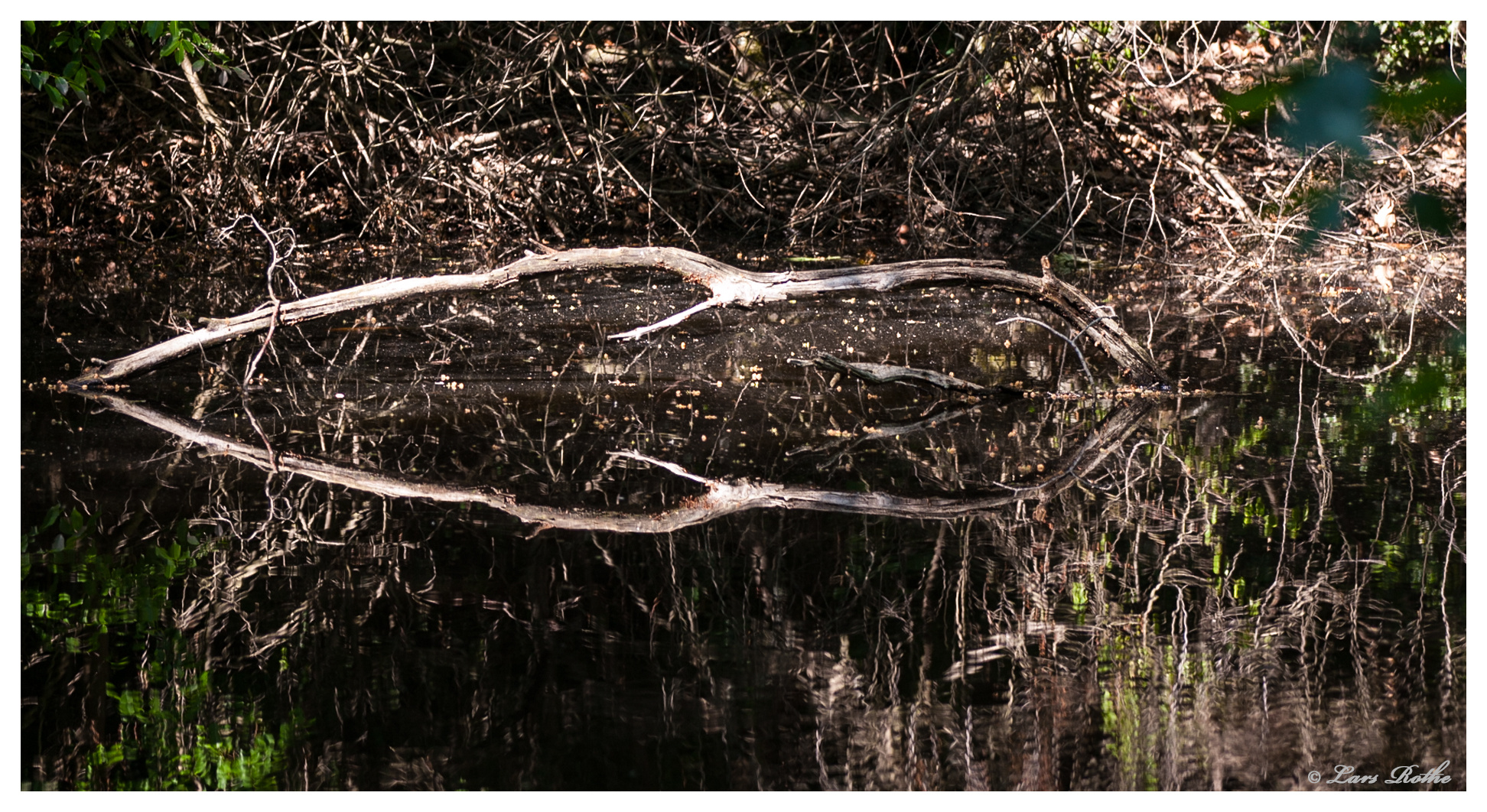 teich im Wald 1