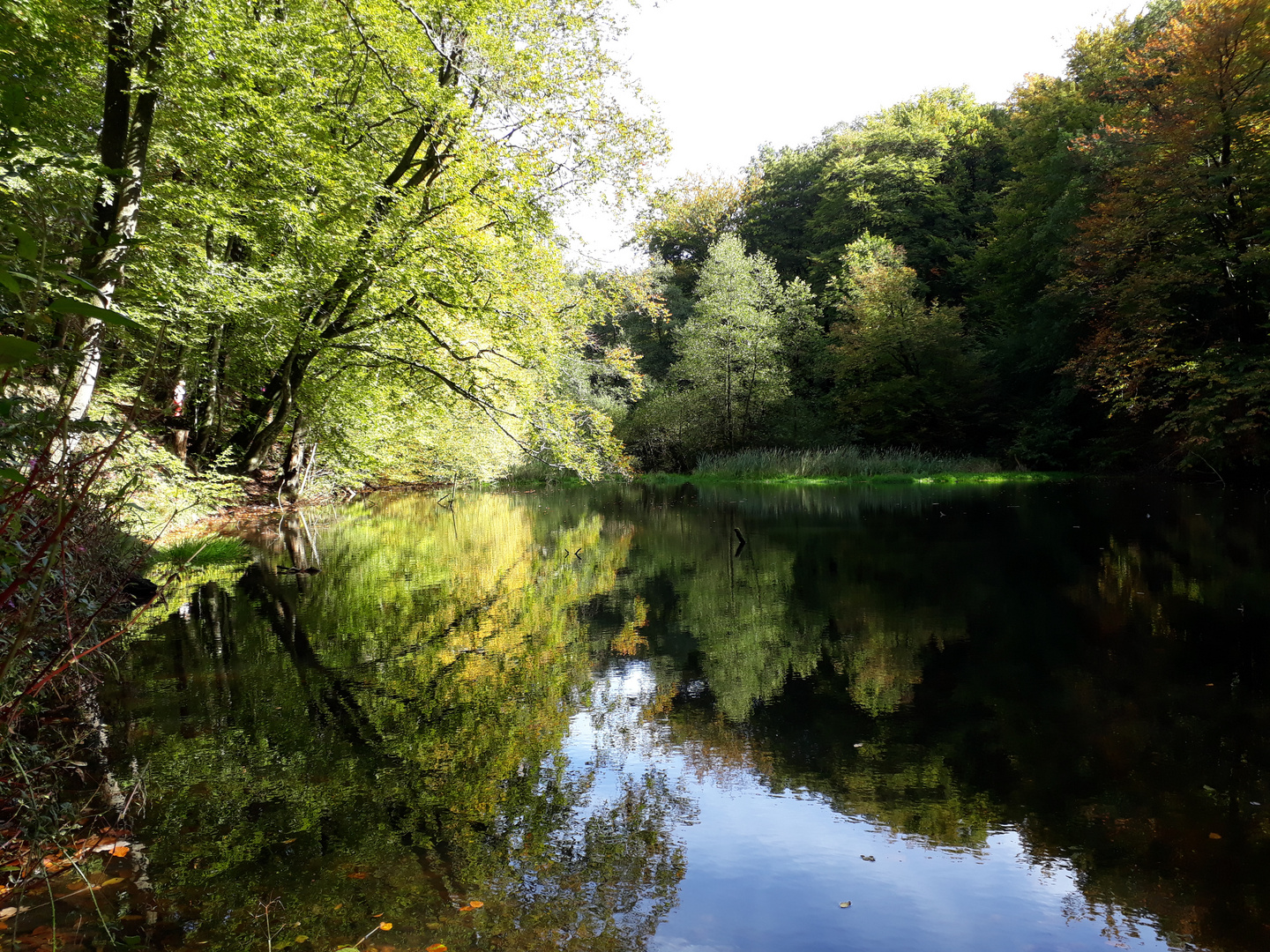 Teich im Wald