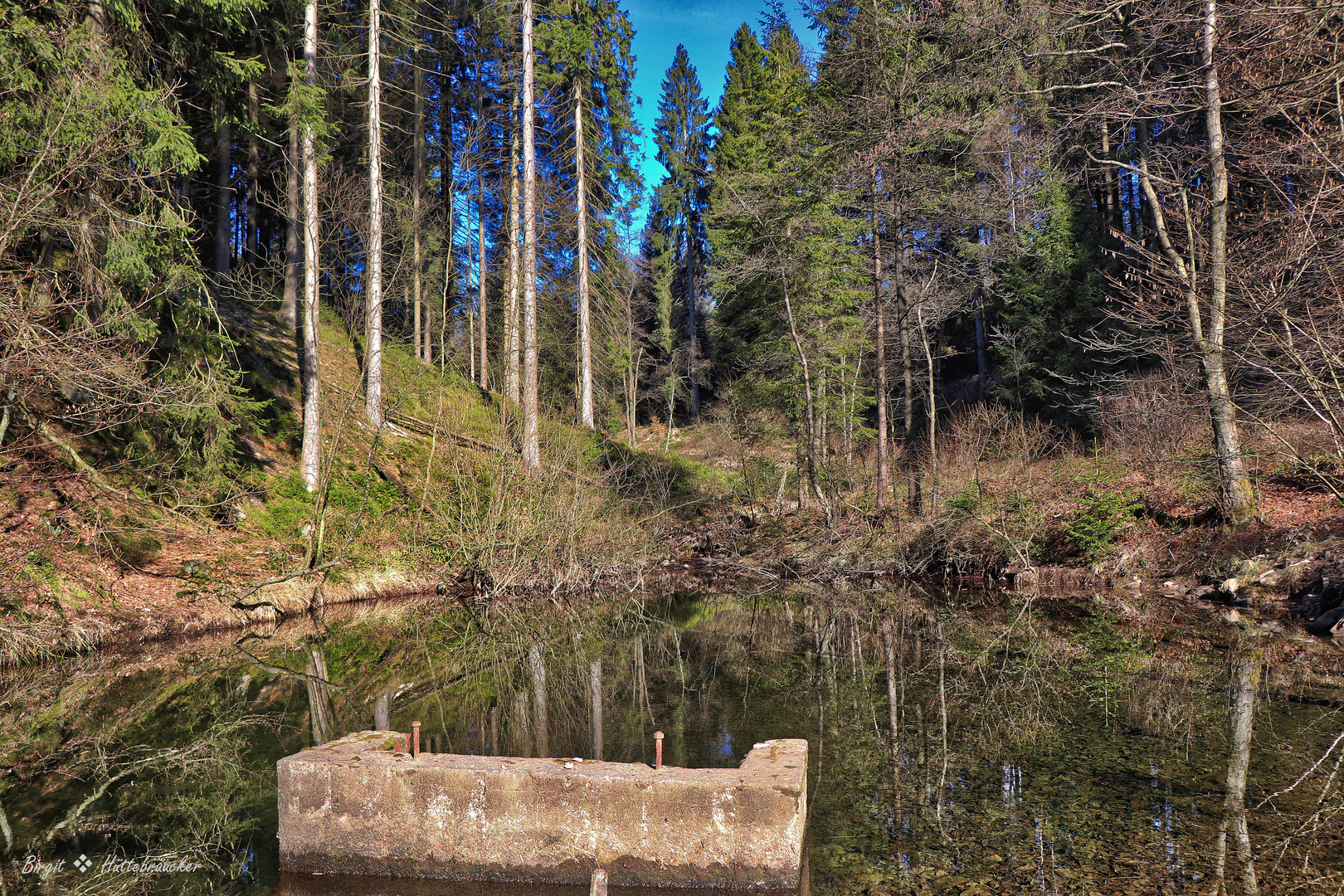 Teich im Wald