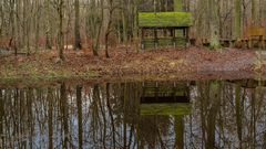 Teich im Wald