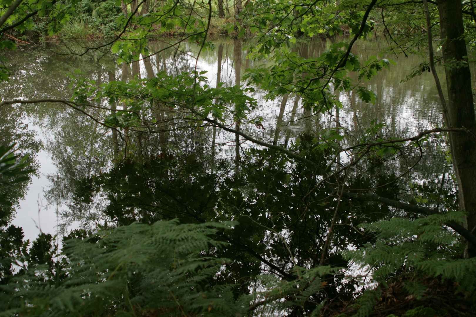 Teich im Wald