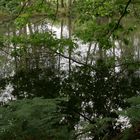 Teich im Wald