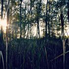 Teich im Wald