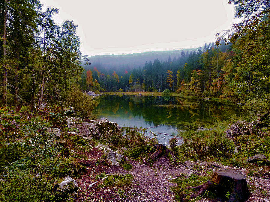 Teich im Wald