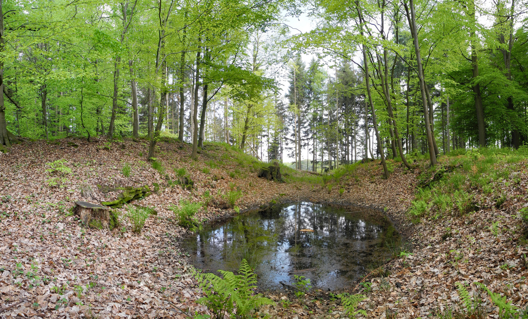 Teich im Wald Foto & Bild landschaft, wandern, saarland Bilder auf