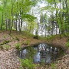 Teich im Wald