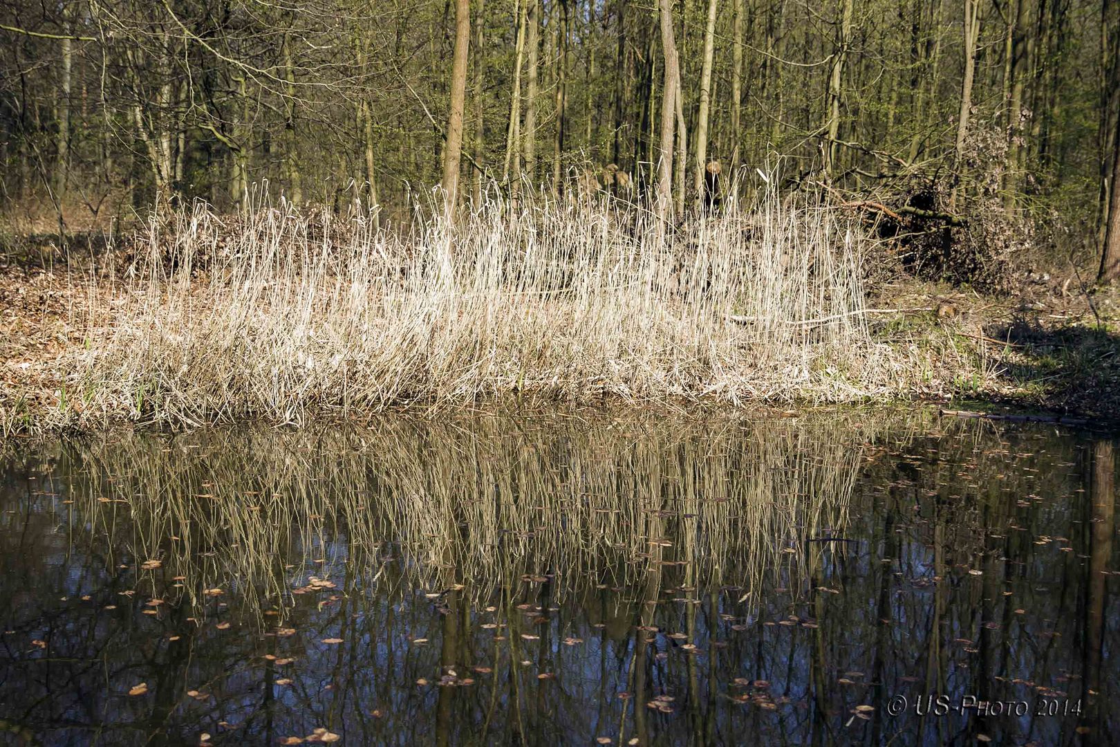 Teich im Wald