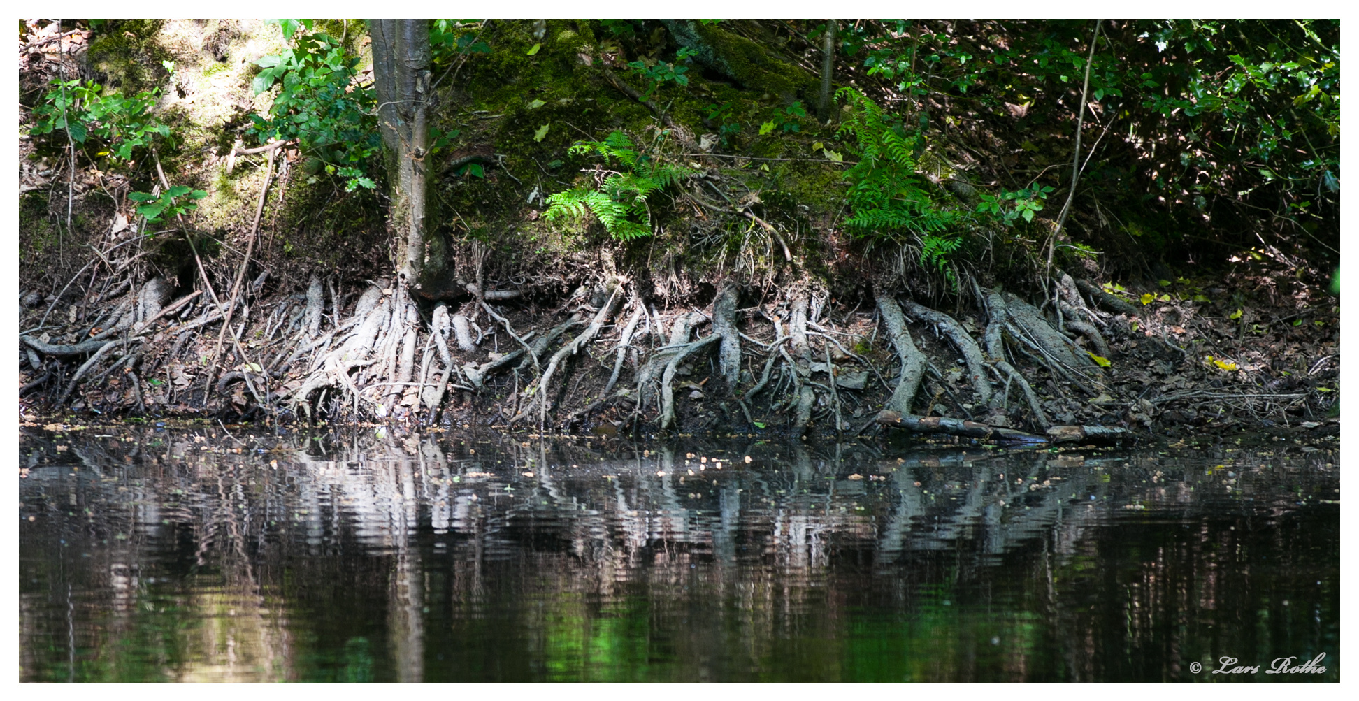 Teich im Wald