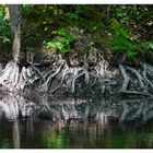 Teich im Wald