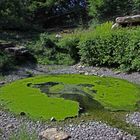 Teich im Wildpark Bad Mergentheim