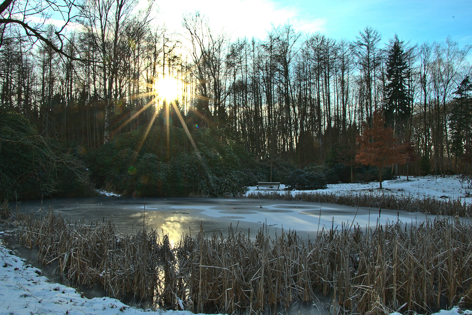 Teich im Winter