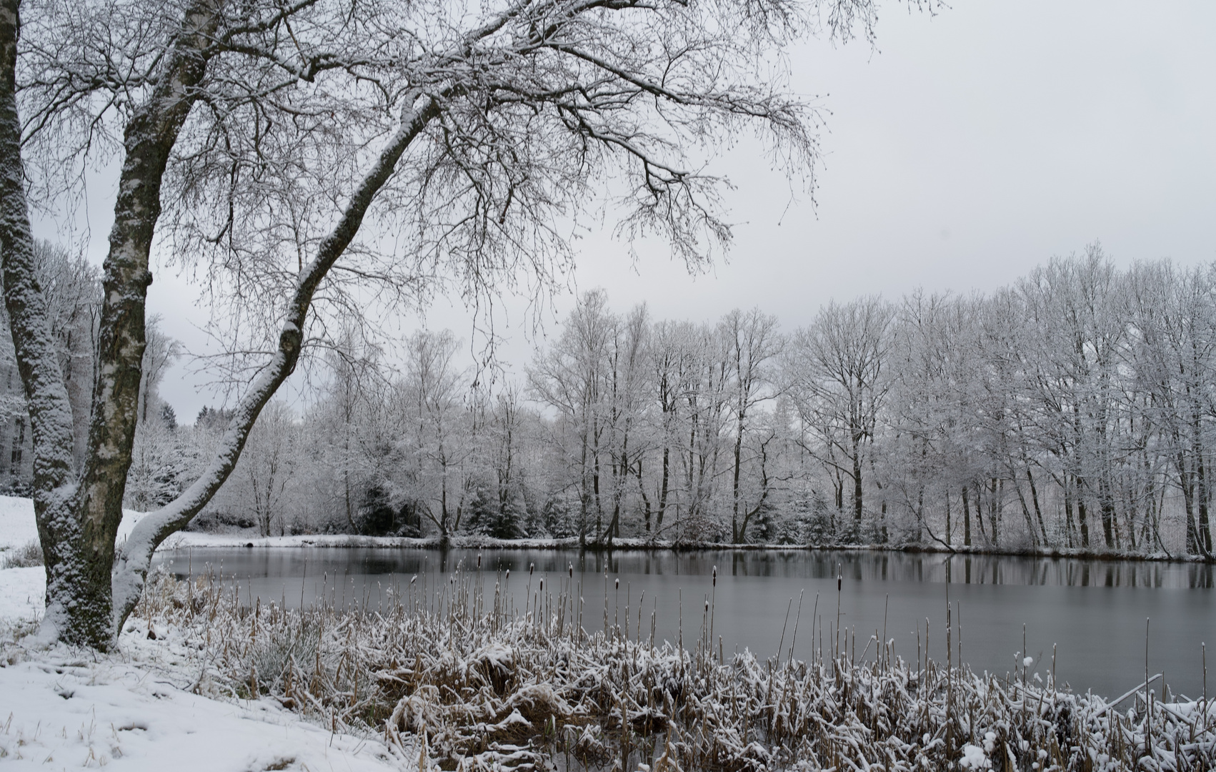 Teich im Winter