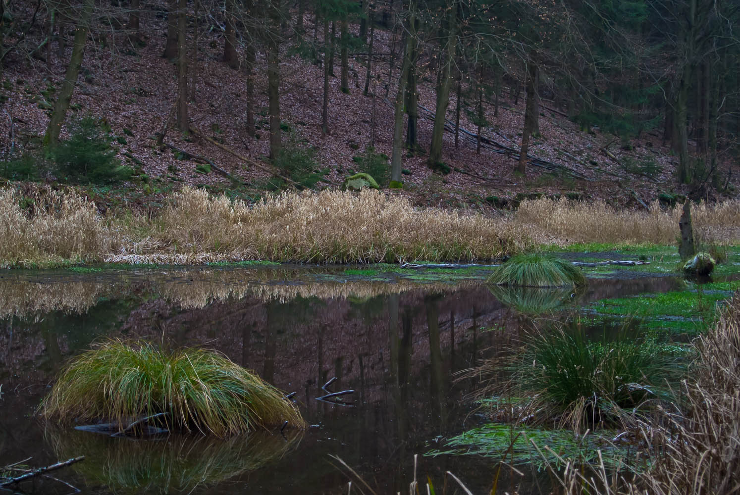 Teich im Winter