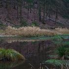 Teich im Winter