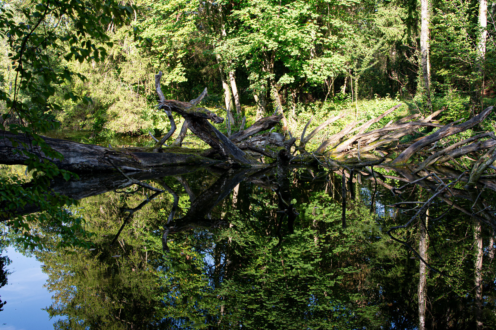 Teich im Zoo