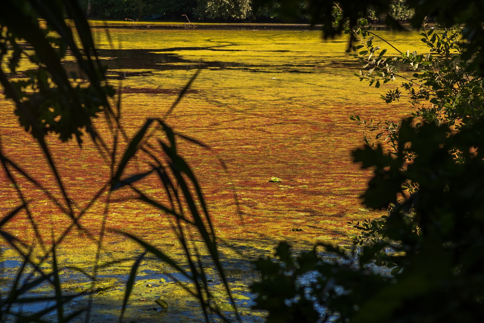 Teich Impression