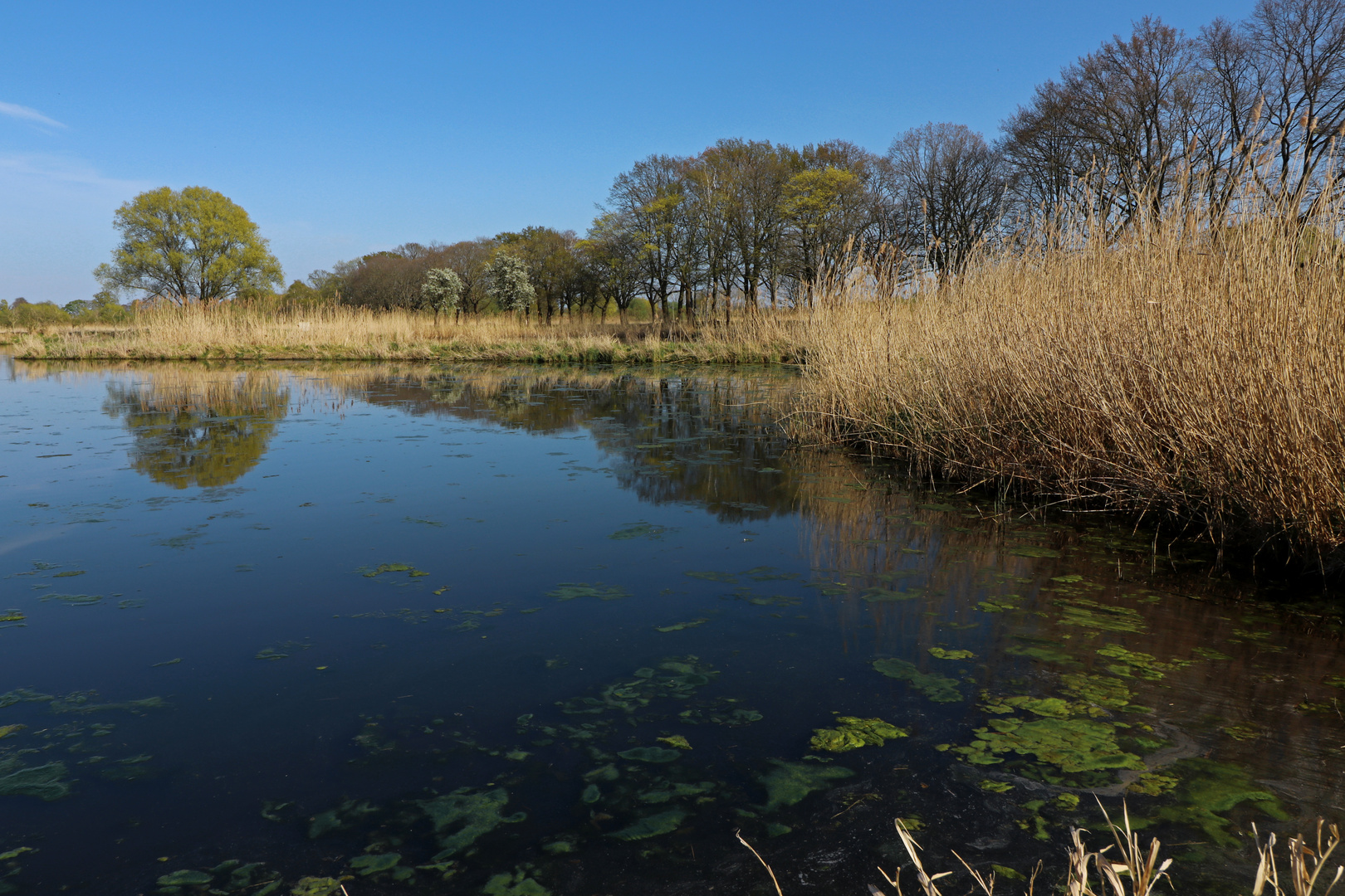 Teich in den Rieselfeldern